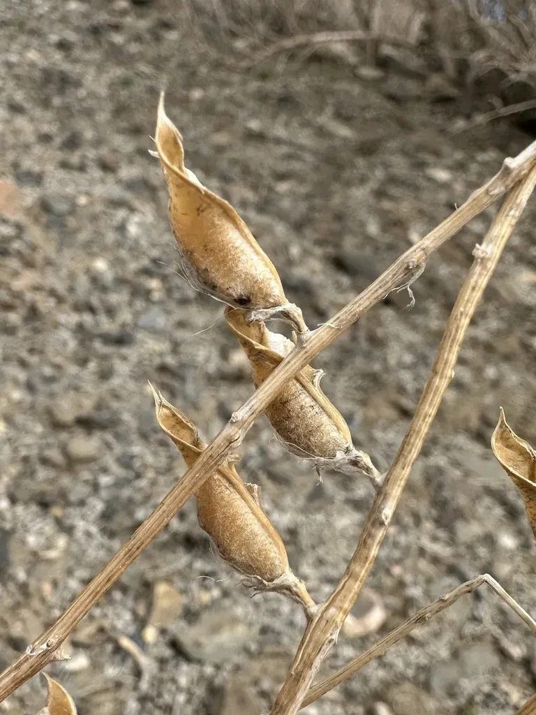 Minthorn's Milkvetch