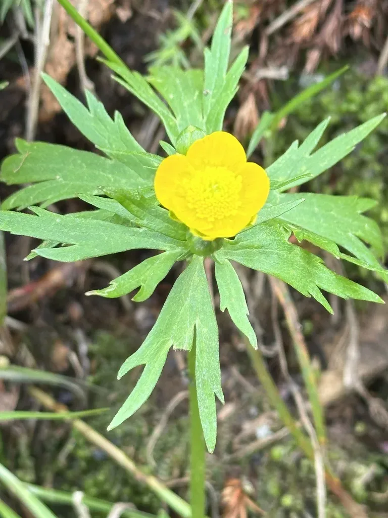 Trollius Shinanensis