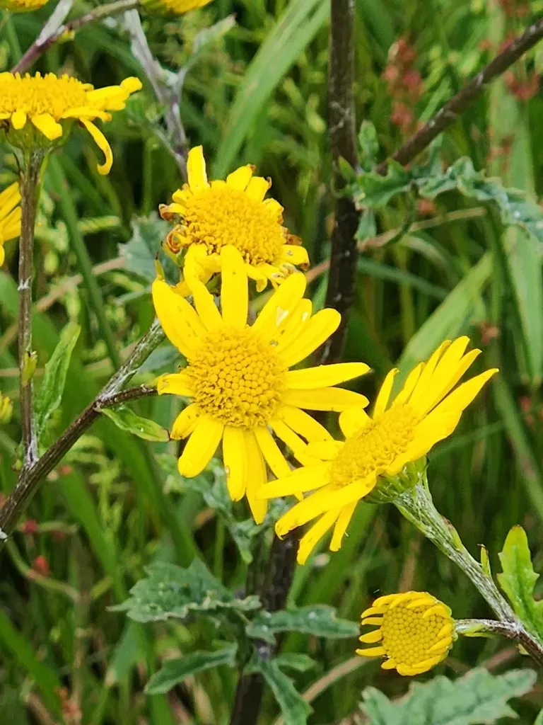 Marsh Ragwort
