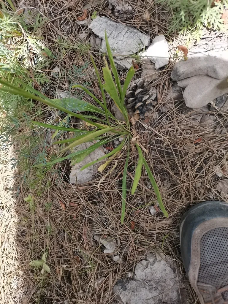 Asyneuma Limonifolium