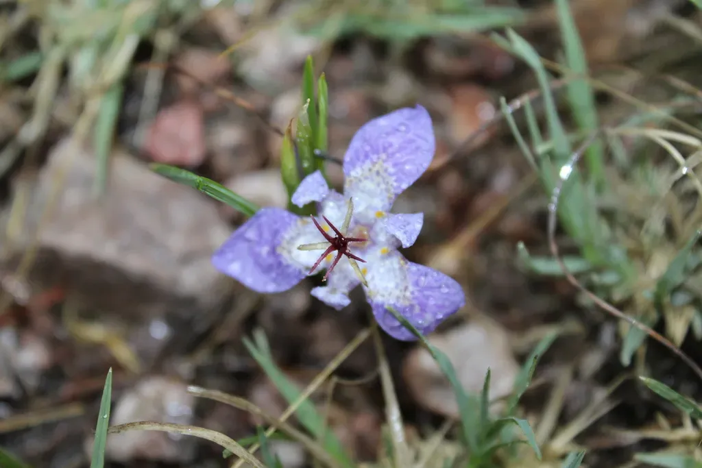 Tigridia Durangensis