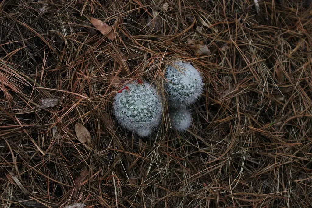 Mammillaria Senilis