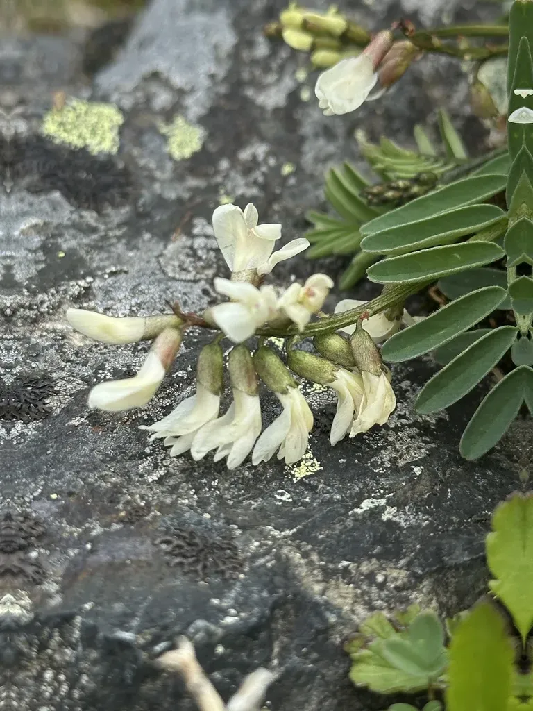 Astragalus Shiroumaensis