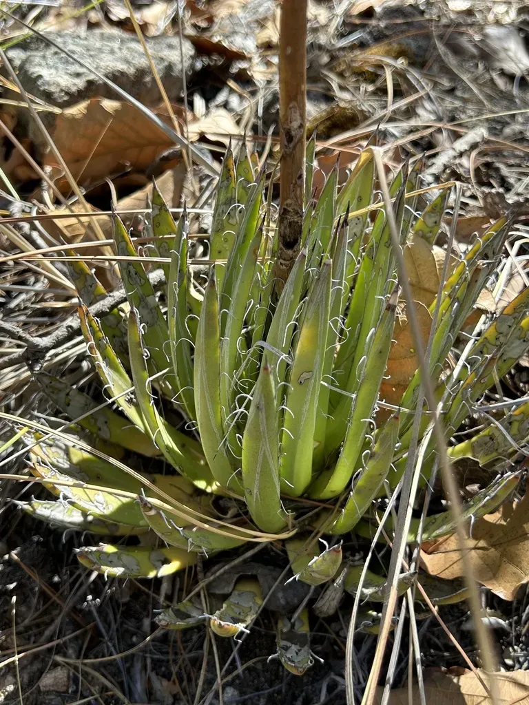Santa Cruz Century Plant