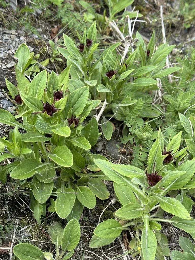 Eritrichium Nipponicum