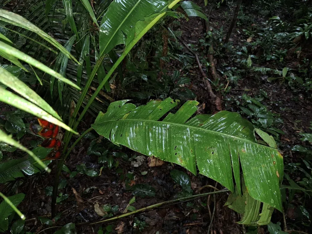 Dwarf Jamaican Heliconia