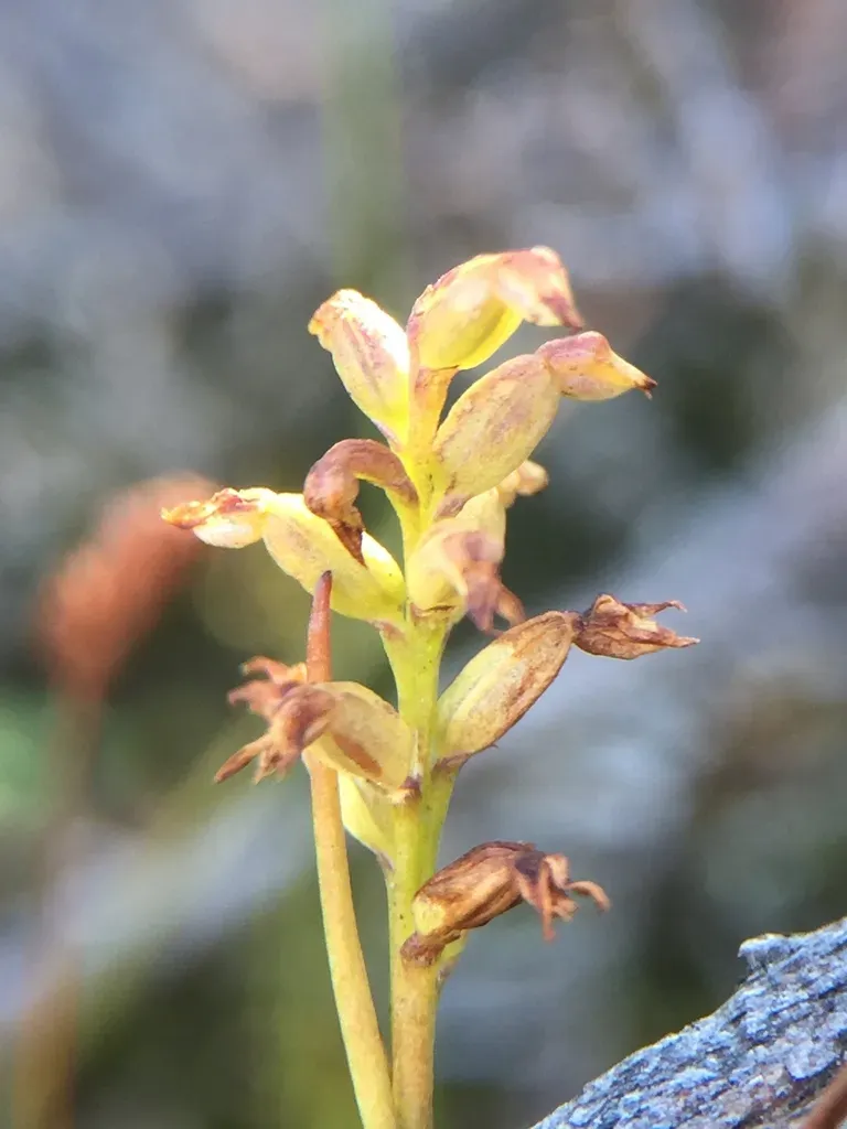 Green Midge-orchid