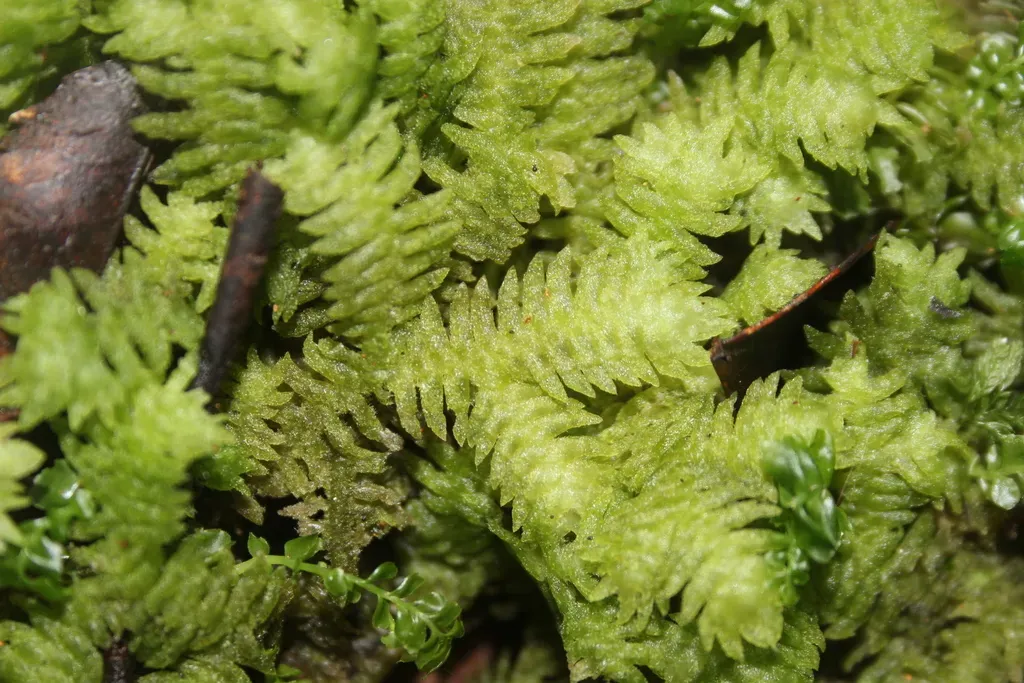 Schistochila Glaucescens