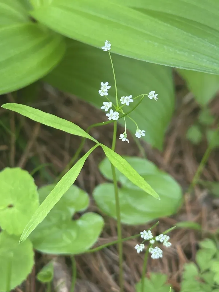 Pternopetalum Tanakae