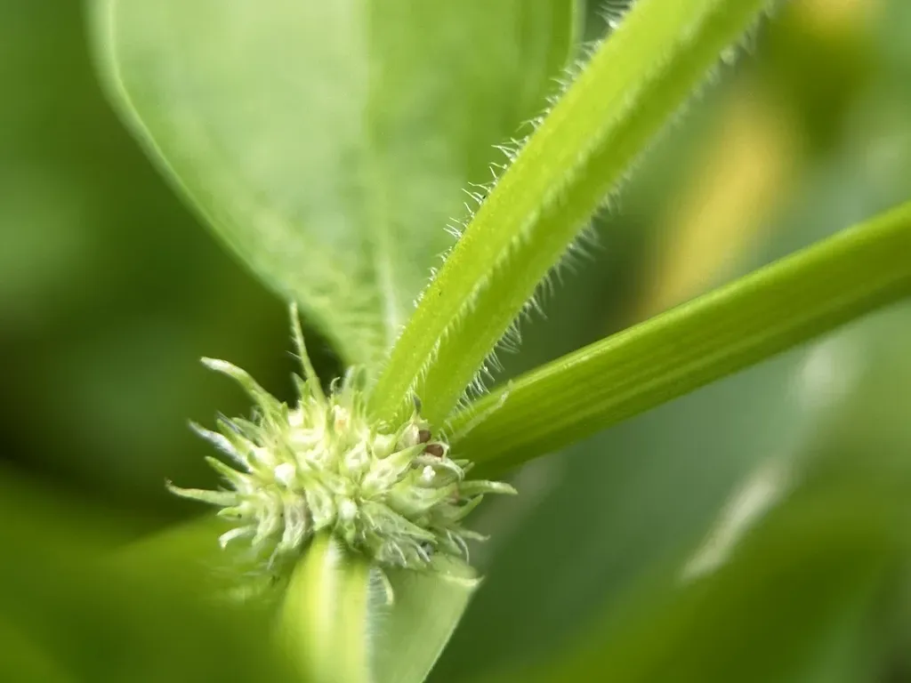 Pacific False Buttonweed