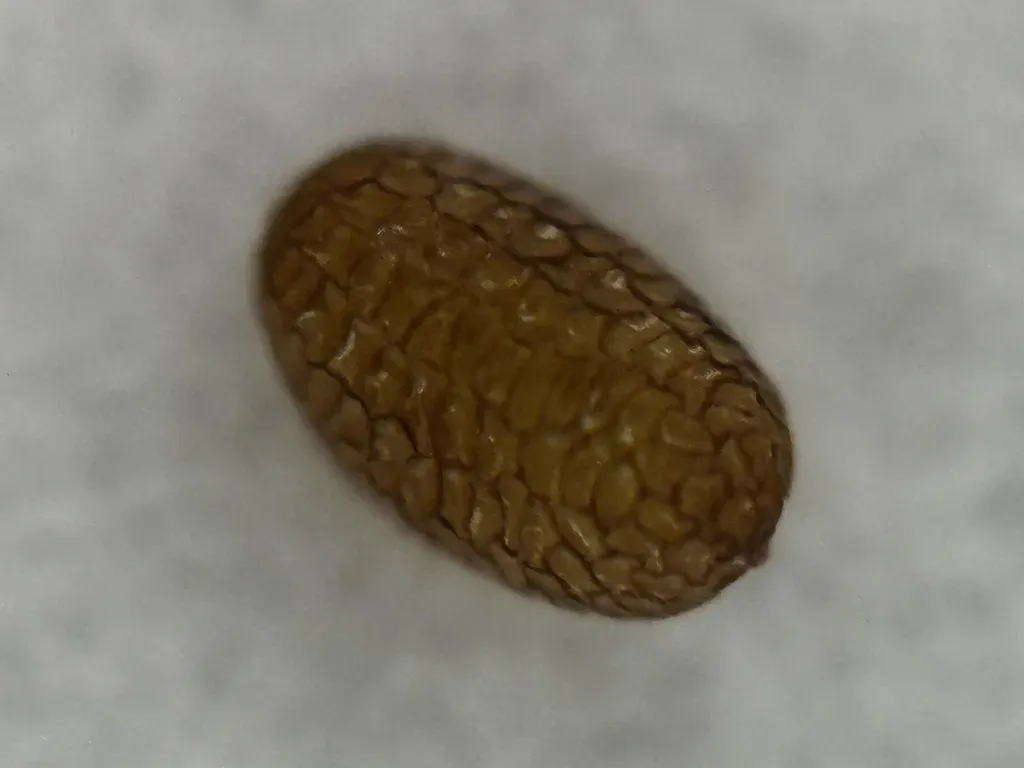 Spermacoce Parviceps