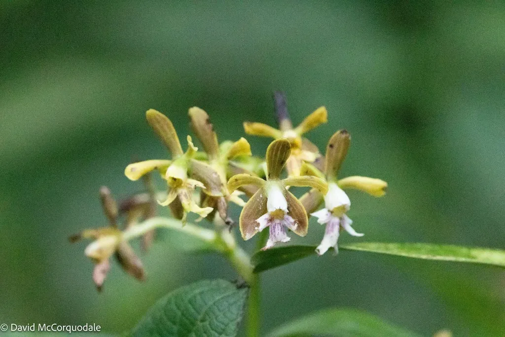Epidendrum Exasperatum