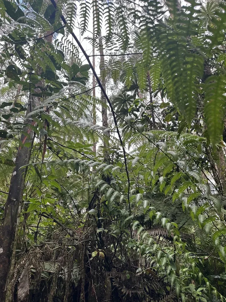 Cyathea Divergens