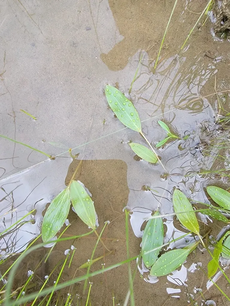 Oakes' Pondweed