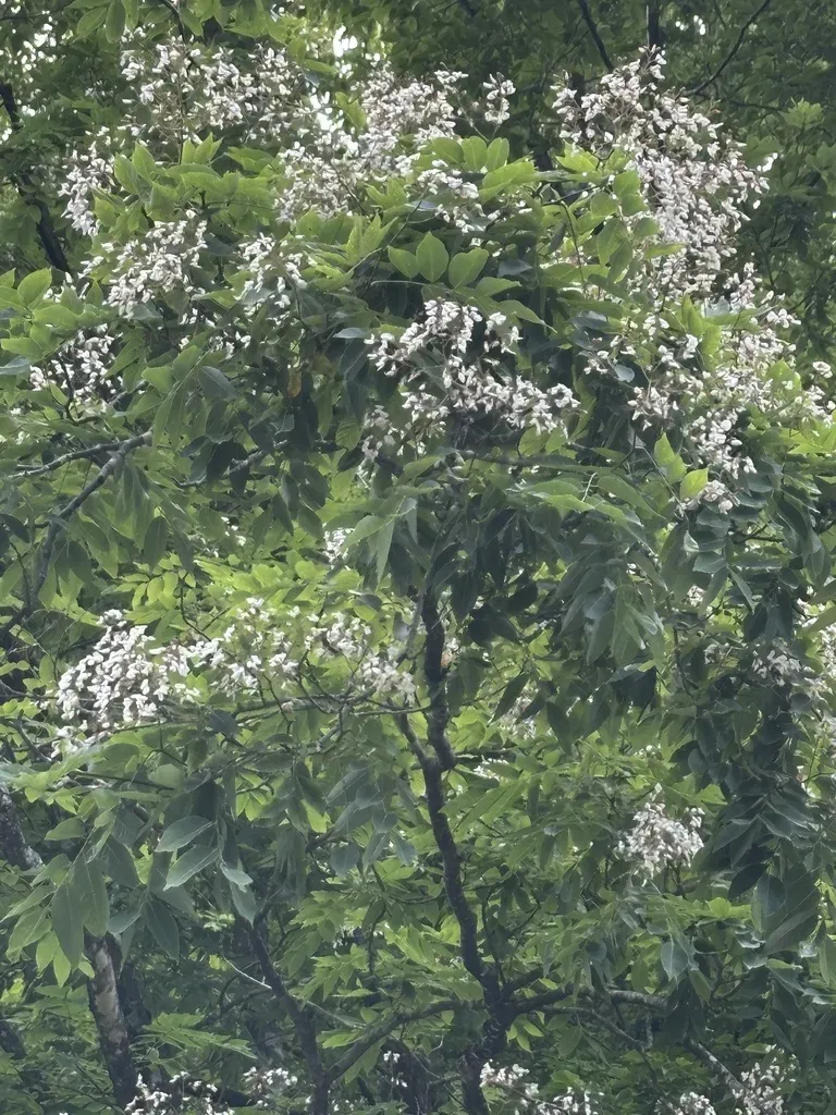 Pterostyrax Hispidus