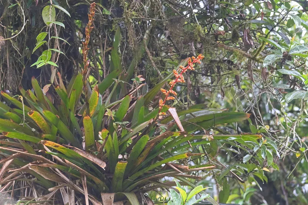 Guzmania Multiflora