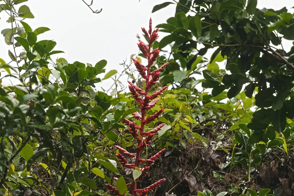 Tillandsia Cucullata
