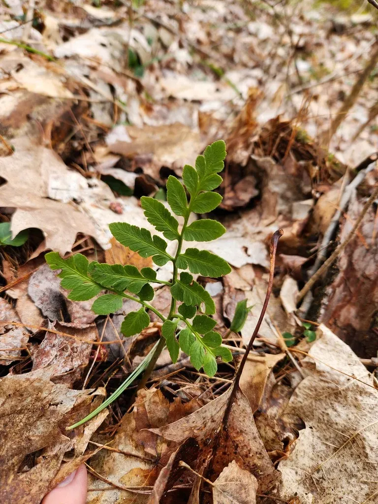 Blunt-lobed Grapefern