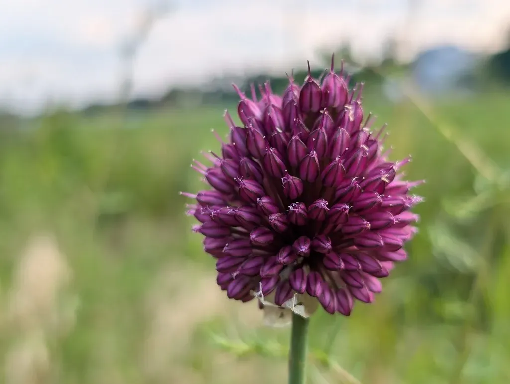 Round-headed Leek