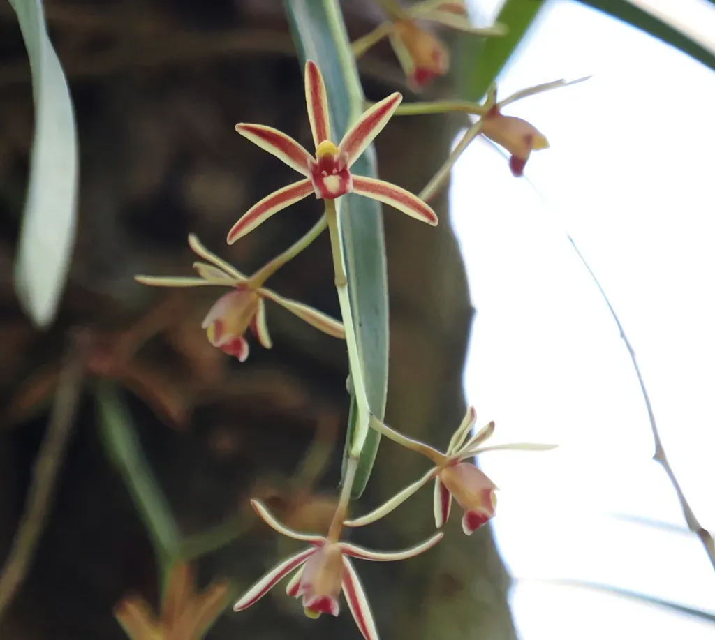Two-colored Cymbidium