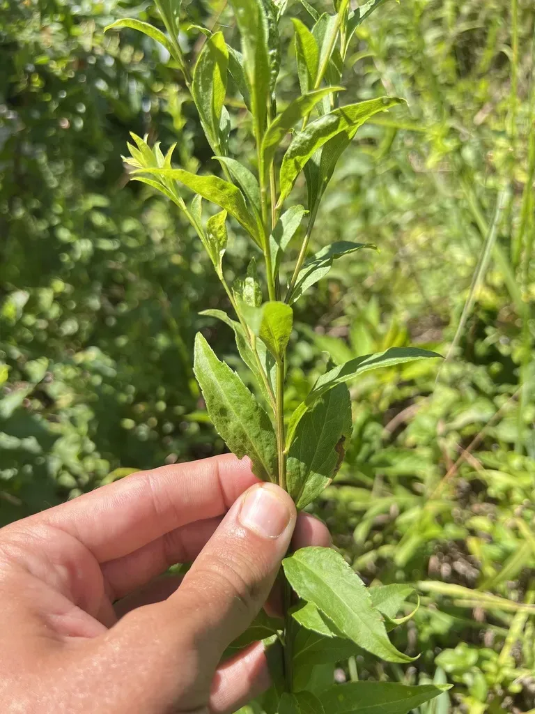Thin-leaf Goldenrod