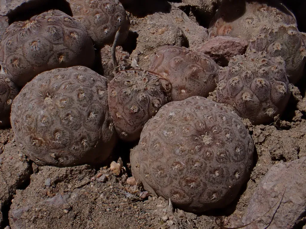 Pterocactus Araucanus