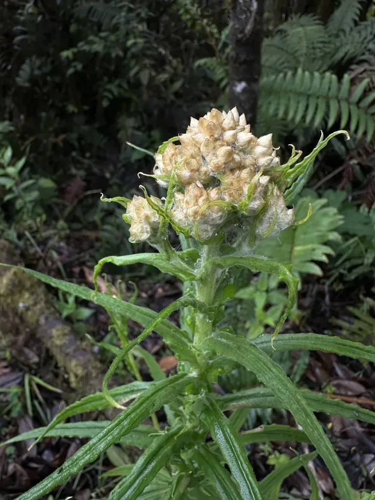 Sticky Cudweed