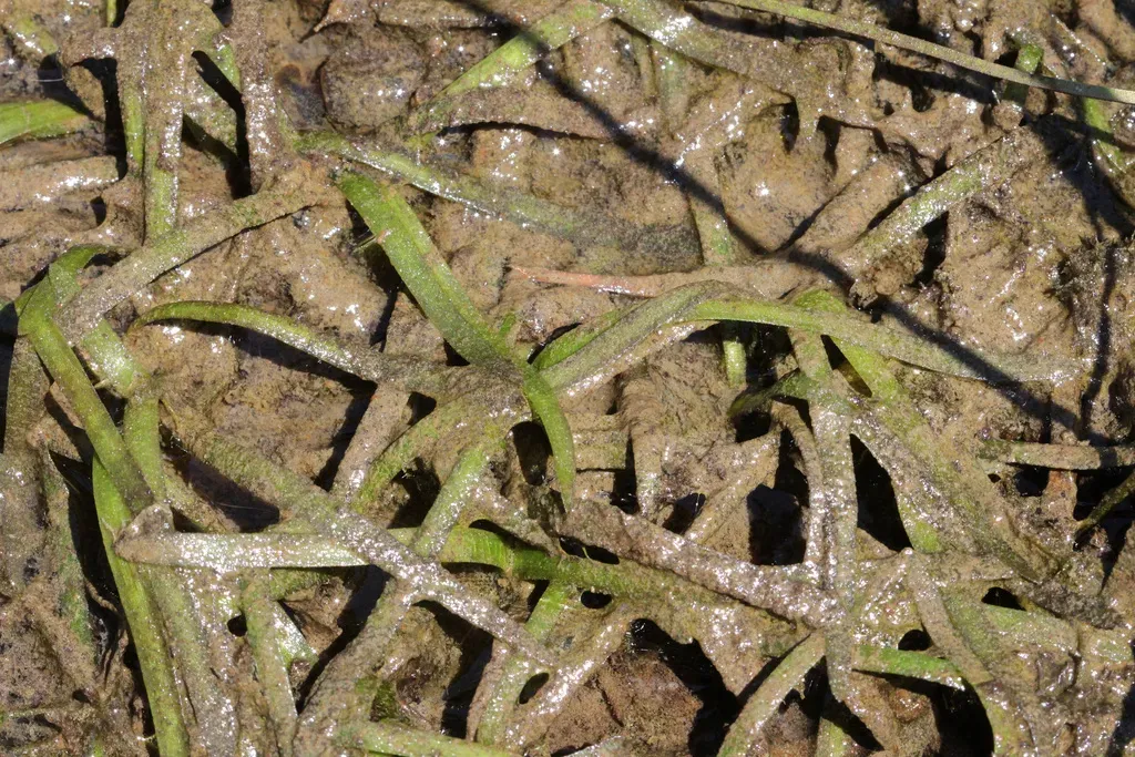 Vallisneria Denseserrulata