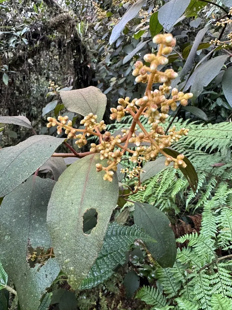 Miconia Multiplinervia