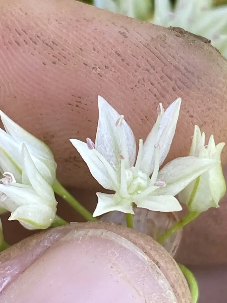 Mountain Swamp Onion