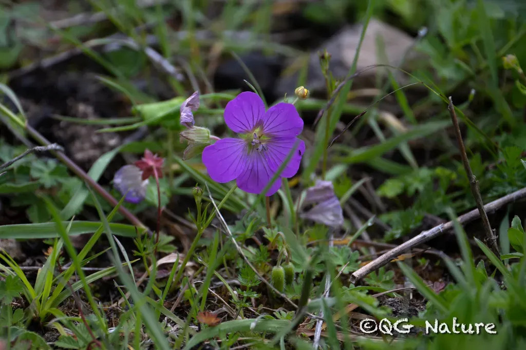 Geranium Pylzowianum