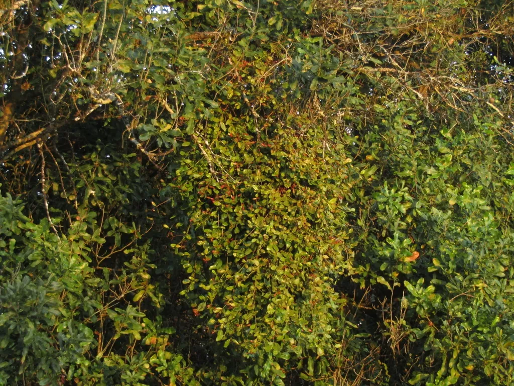 Benthamina Alyxifolia