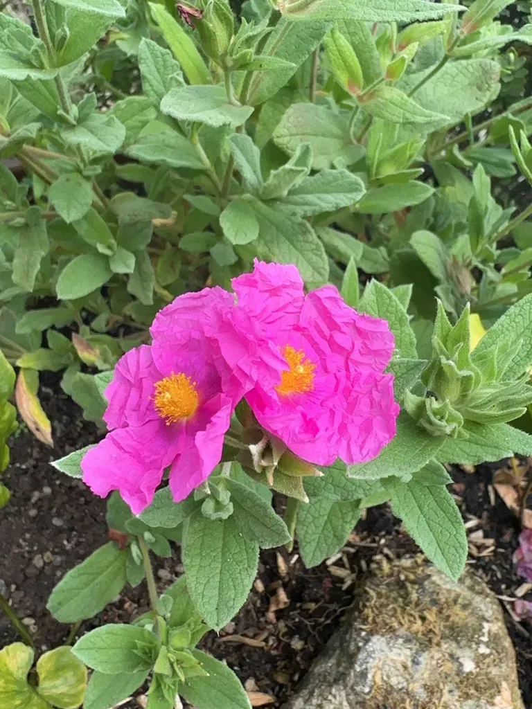 Magenta Rockrose