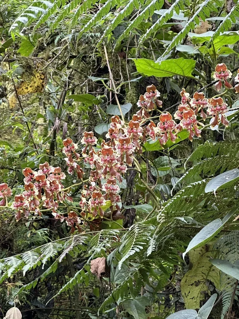 Cyrtochilum Halteratum
