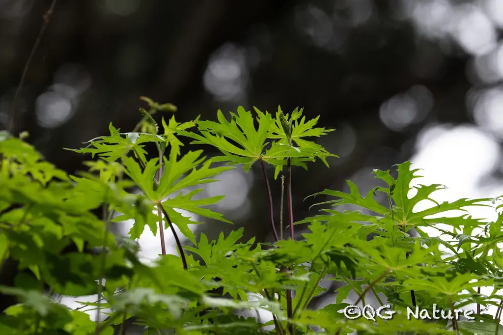 Przewalski's Leopardplant