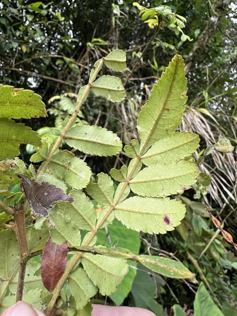 Weinmannia Pubescens