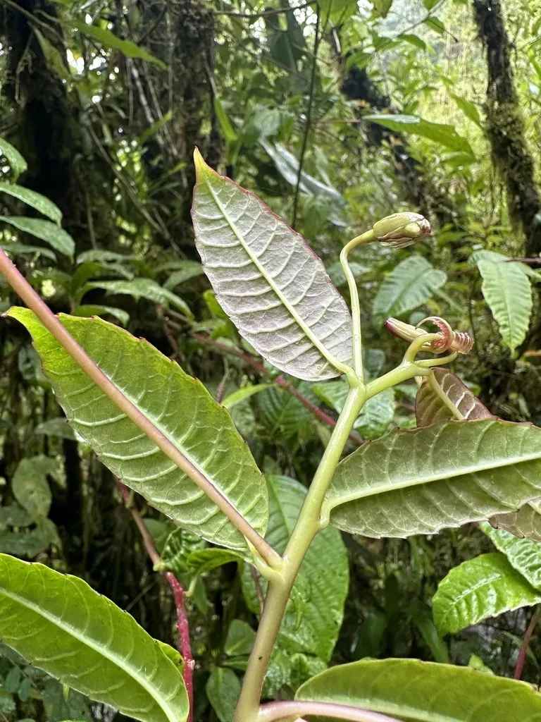 Burmeistera Succulenta