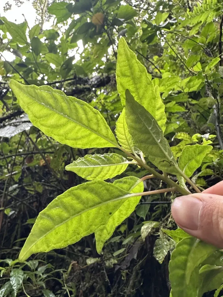 Burmeistera Caldasensis