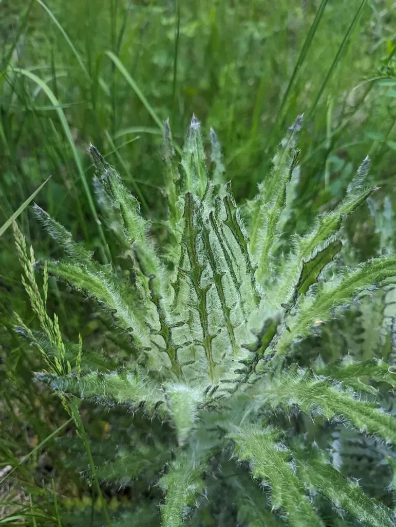 Leafy Thistle