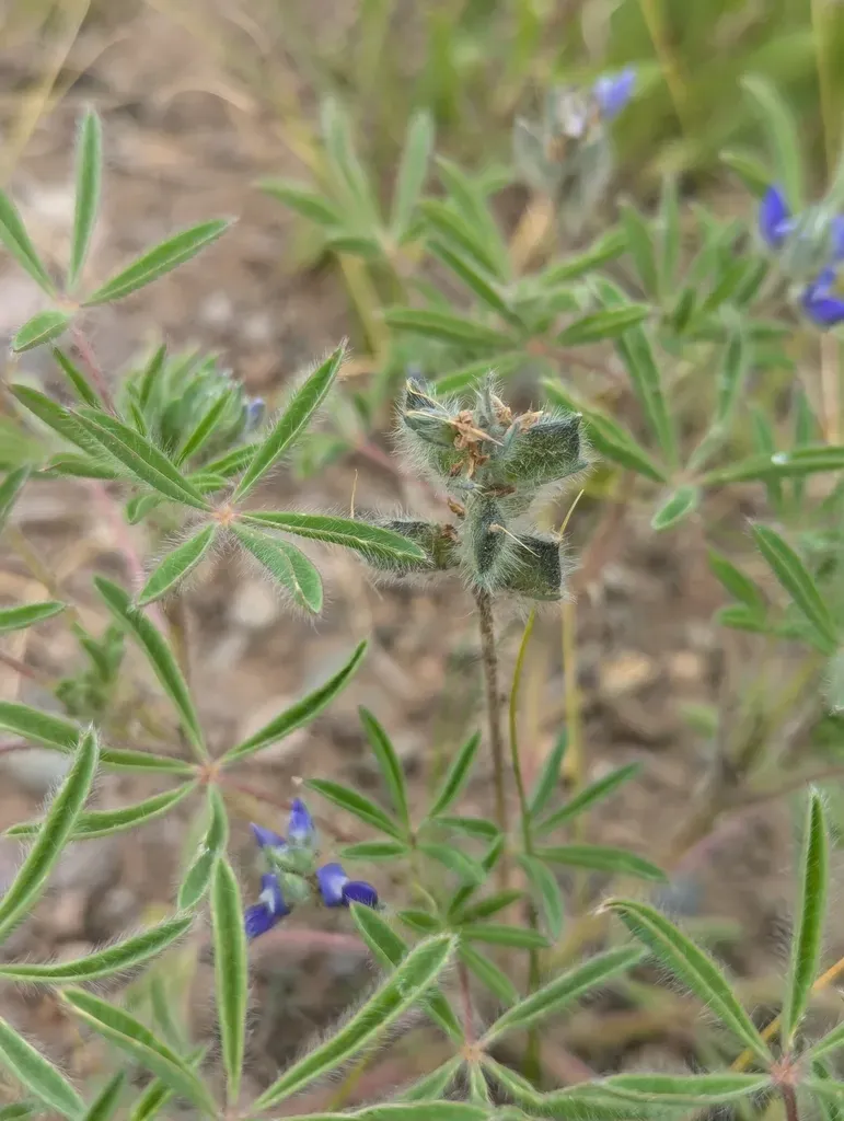 King's Lupine