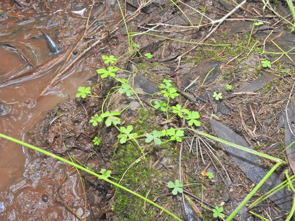 Hydrocotyle Paludosa