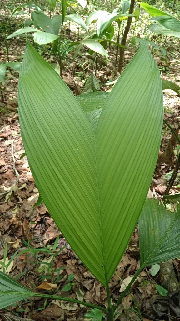 Chamaedorea Ernesti-augusti