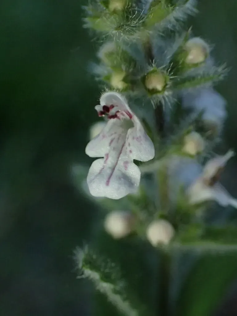 Bugle Hedge Nettle