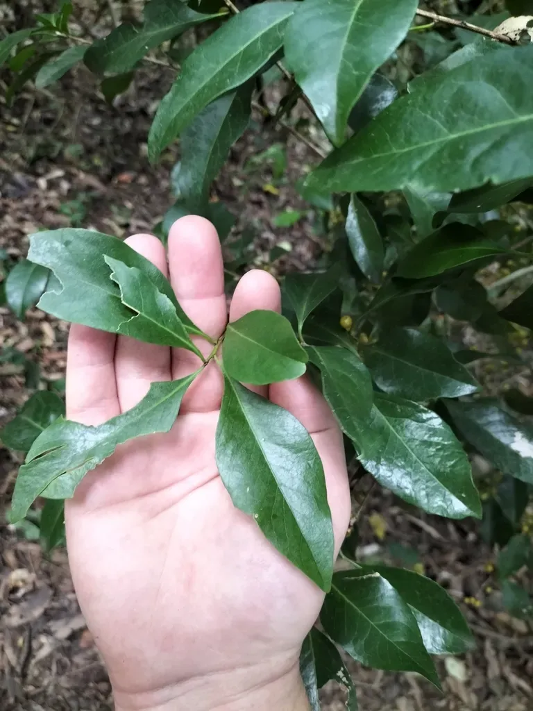 Denhamia Fasciculiflora