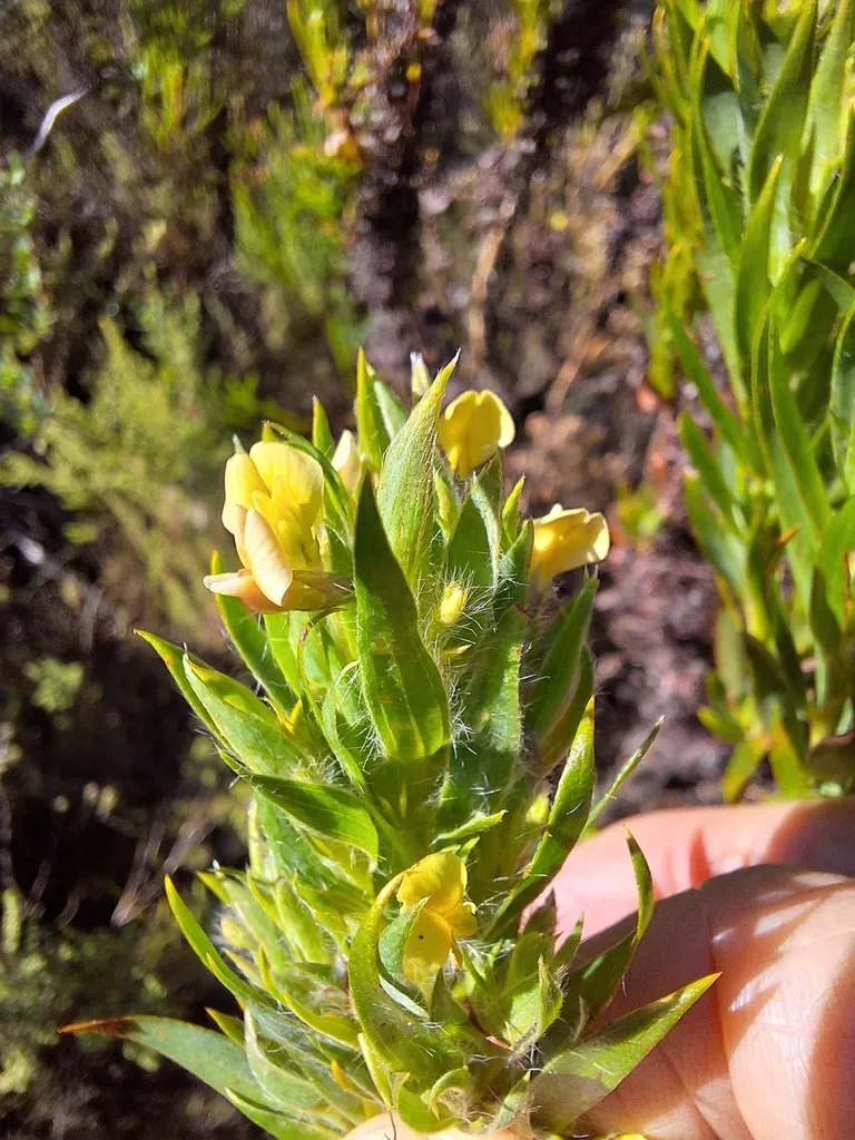 Aspalathus Monosperma