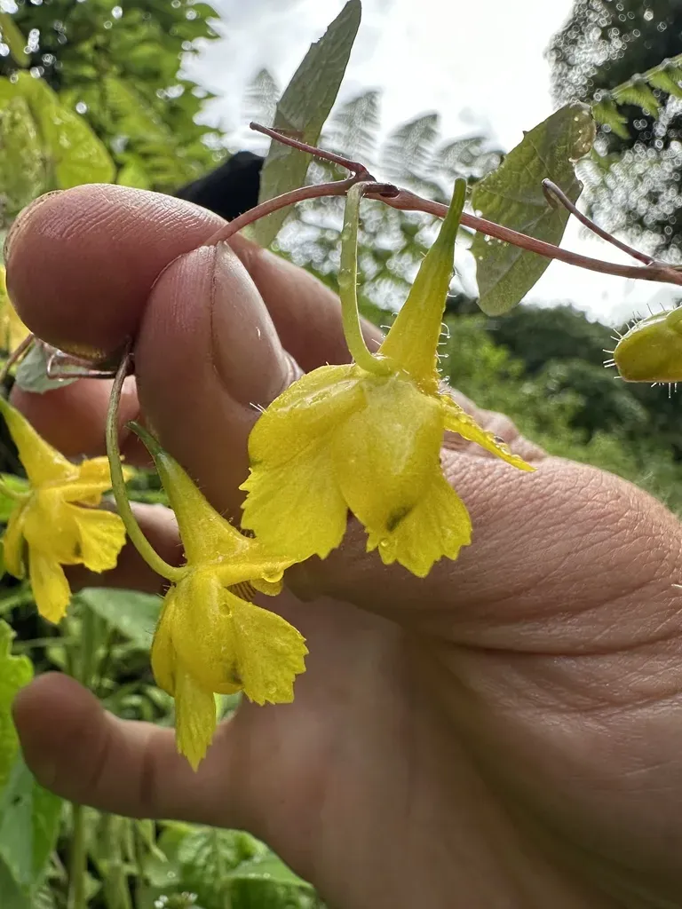 Tropaeolum Pendulum