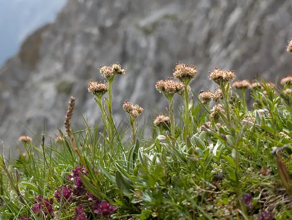 Carpathian Everlasting