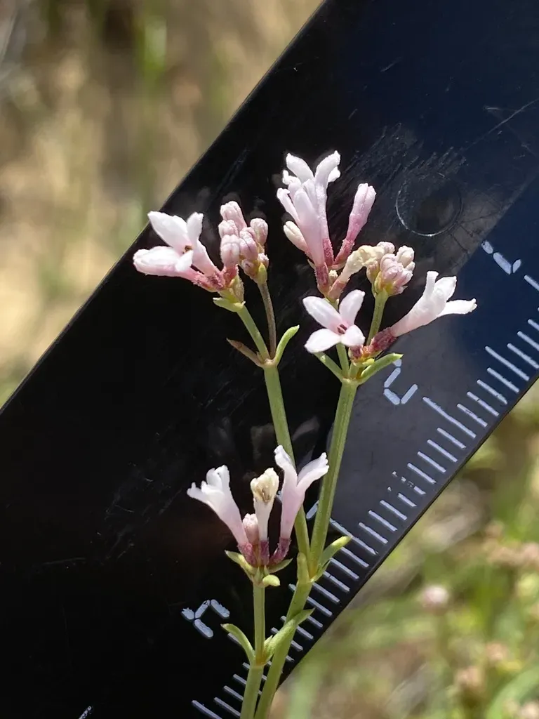 Cynanchica Graveolens