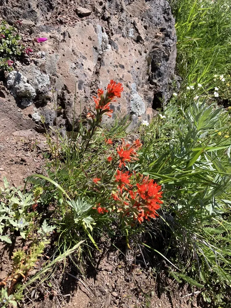 Harsh Indian Paintbrush