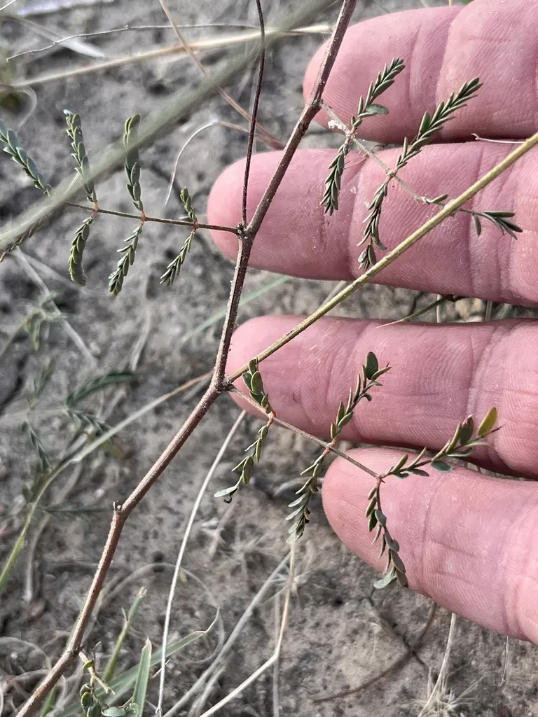 Netleaf Bundleflower